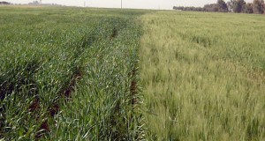 wheat in Hasaka