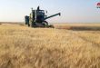 More than 465 thousand hectares of wheat harvested in several Syrian provinces  