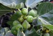 Over 1500 tons of fig crop estimated in Sweida