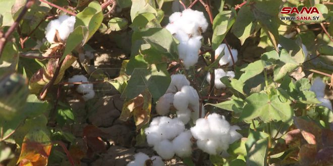 More than 24 thousand hectares of cotton cultivated