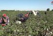 Harvesting Cotton crop continues in Deir Ezzor
