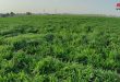 9,000 hectares cultivated with wheat and barley in Hasaka province