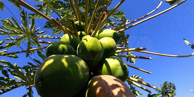 Cultivation of tropical fruits in Tartous increases in area and varieties