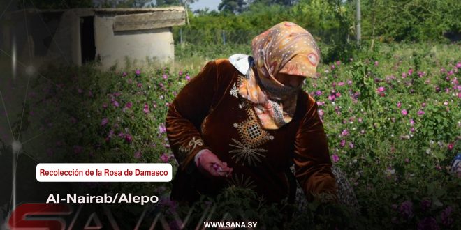 La Rosa de Damasco se cultiva en Alepo También