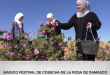 Mágico festival de cosecha de la Rosa de Damasco