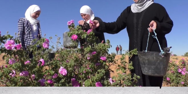Mágico festival de cosecha de la Rosa de Damasco
