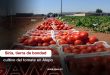 Cultivo de tomate en la provincia siria de Alepo (Video)
