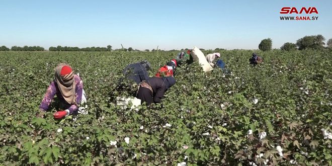 Provincia siria recupera cultivo de algodón y produce más de 10.000 toneladas (+ fotos)