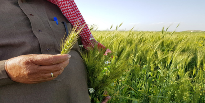 Agricultores sirios siembran más de un millón 200 mil hectáreas con trigo
