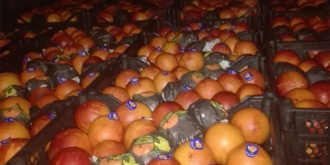Siria exporta a Rusia primer lote de naranjas