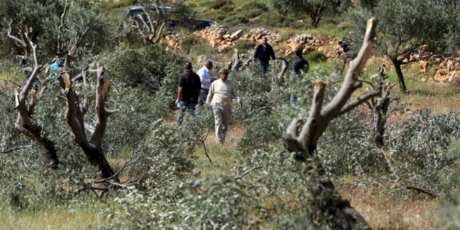 Colonos israelíes arrancan decenas de olivos al este de Salfit