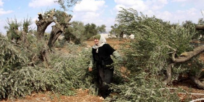 Fuerzas de ocupación israelíes atacan tierras palestinas en Cisjordania
