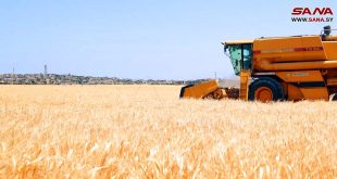 Campesinos en zonas liberadas de Idlib entregan 18 mil toneladas de trigo