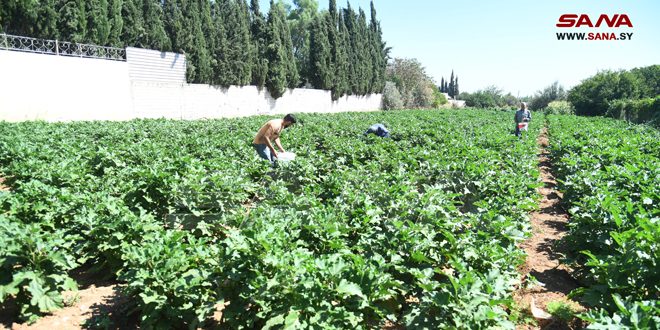 Bondad en los campos agrícolas alrededor de Damasco