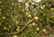 Inicia recolección de manzanas en Sweida y la producción superaría las 42 mil toneladas