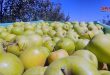 Las manzanas del GolÃ¡n sirio, valioso cultivo de los golaneses bajo la ocupaciÃ³n israelÃ­
