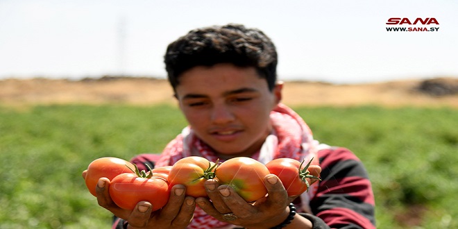 Damasco-campo produce más de 30 mil toneladas de tomate (+fotos)