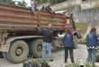 Distribuyen más de ocho mil plántulas de olivos a aldeas del campo de Latakia