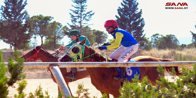 Carrera de caballos árabes de pura raza (+ fotos)