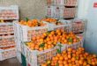 خریداری 30 تن مرکبات از کشاورزان لاذقیه توسط شعبه قنیطره موسسه تجارت سوریه  