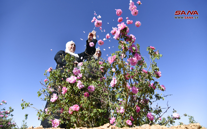 جشنواره برداشت گل رز حومه دمشق آغاز شد 19-5-2022