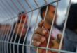 20 زندانی فلسطینی در زندان های رژیم صهیونیستی دست به اعتصاب غذا زدند