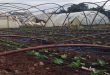 طوفان به محصولات کشاورزی در استان “طرطوس” خسارت وارد کرد