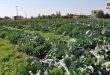 بازار پر رونق سبزیجات زمستانی در الحسکه: 16 هزار تن محصول به بازار عرضه شد