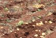 کاشت 1150 هکتار با محصول سیب زمینی بهاری در منطقه الغاب