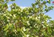 La culture de la pistache à Soueida…Développement dans les zones cultivées