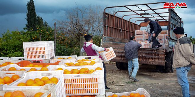 В провинции Латакия закуплено у крестьян более ста тонн различных видов цитрусовых