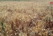 Крестьяне долины Аль-Габ приветствуют решение правительства о повышении закупочных цен на пшеницу