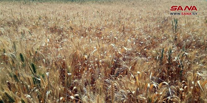 Крестьяне долины Аль-Габ приветствуют решение правительства о повышении закупочных цен на пшеницу