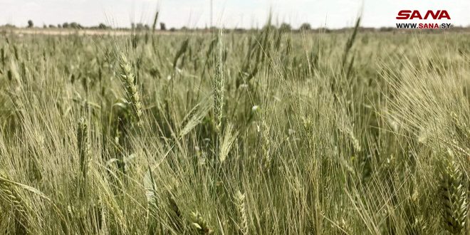 В провинции Ракка выделено три пункта по приему пшеницы