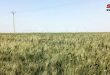 Крестьяне Латакии: Повышение закупочных цен на пшеницу приведет к увеличению ее посевных площадей