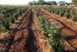 В провинции Хама расширяются площади посадок и растет урожайность дамасской розы