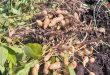В провинциях Тартус, Хомс, Хама широко возделывают арахис