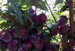 Планируется собрать хороший урожай персиков и слив в Хаме