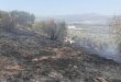 Потушены четыре пожара в лесных массивах и на оливковых плантациях в провинции Тартус