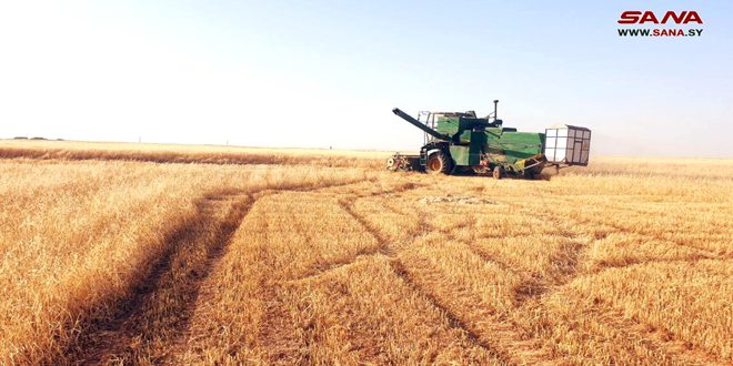 Начало уборки урожая пшеницы в провинции Хасаке