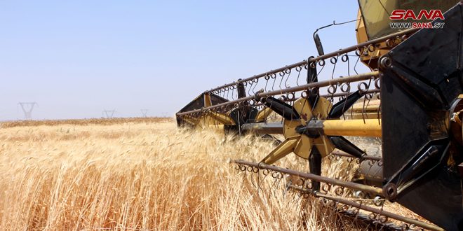 Dara’da Buğday Pazarlamasına Hız Kesmeden Devam Ediliyor
