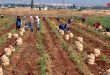 Homs’ta Bahar Sezonunda Patates Üretimi Tahminleri Yaklaşık 27 Bin Ton
