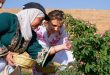 First Lady Esma Esad, El Merah Köyü Halkının Şam Gülünün Hasadına Katılıyor
