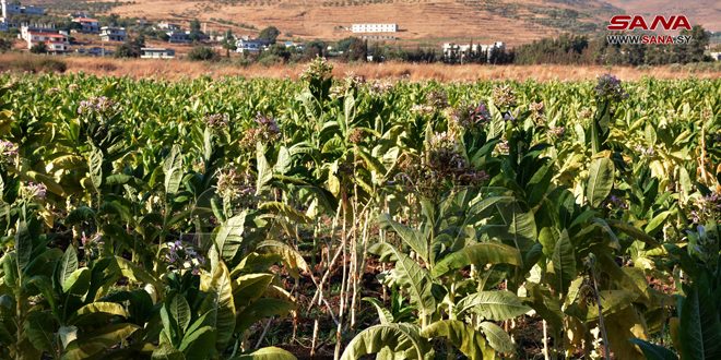 رئيس الوزراء: الموافقة على زيادة سعر شراء محاصيل التبغ والتنباك للموسم الحالي