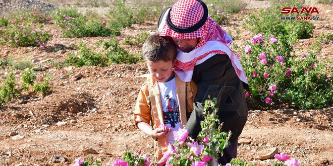 توسع متزايد ومساحات جديدة لزراعة الوردة الشامية