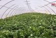 مشروع إنتاج بذار البطاطا في مورك… خطوة للاكتفاء الذاتي