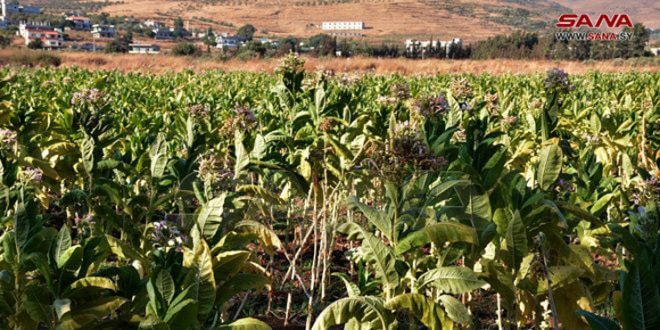 تخصيص 3400 هكتار لزراعتها بمحصول التبغ في حماة
