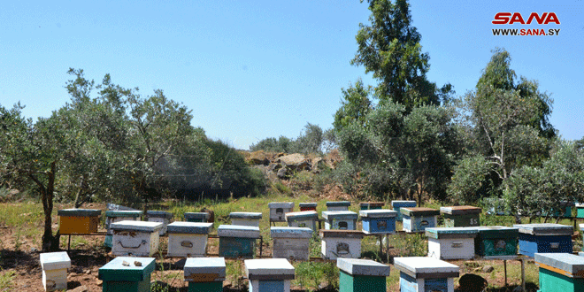 زراعة حمص: 175 طناً تقديرات إنتاج العسل