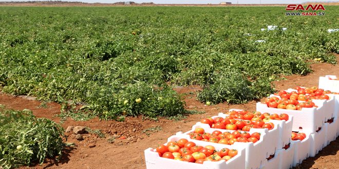 زراعة درعا: زيادة 9900 هكتار في الخطة الإنتاجية للموسم الجديد