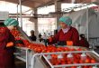 تستهدف 14 ألف طن من البندورة… كونسروة دمشق تنوع منتجاتها من الخضار والفواكه